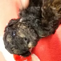 Toy Poodle - Both