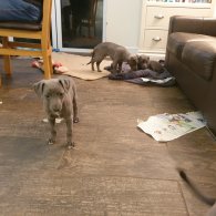 Whippet - Dogs