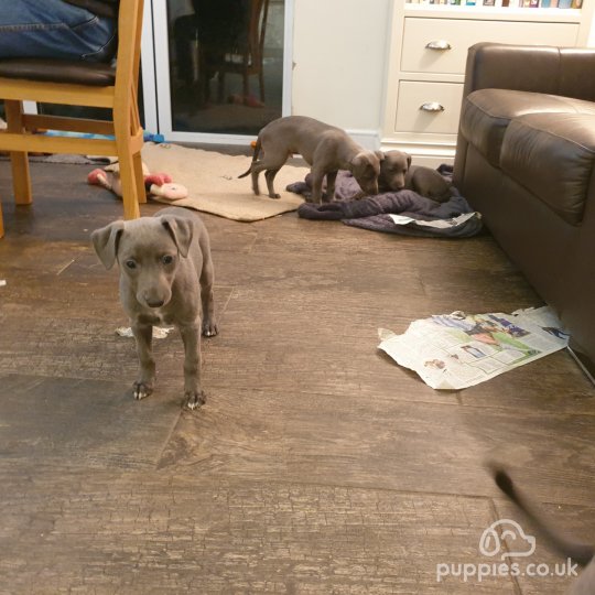 Whippet - Dogs