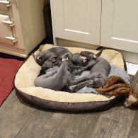 Whippet - Dogs