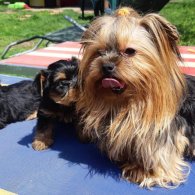 Yorkshire Terrier - Both