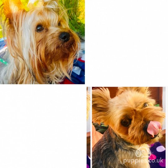 Yorkshire Terrier - Dogs