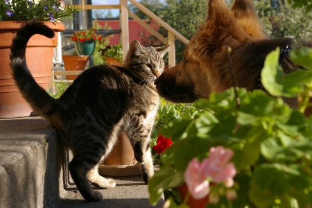 Top 13 Dog Breeds That Can Live Well With Your Cats