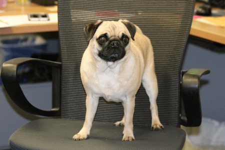 5 ways an office dog could be the key to relieving stress