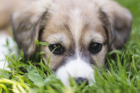 Why Do Dogs Eat Grass?