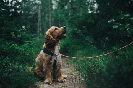 7 Things You Can Do To Find Your Lost Dog