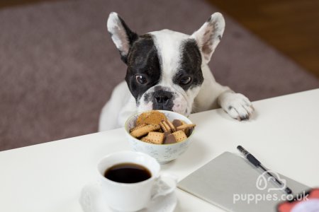 7 Ways You Can Improve Your Dog’s Diet