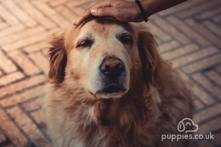 6 Things Any Senior Dog Owner Should Know