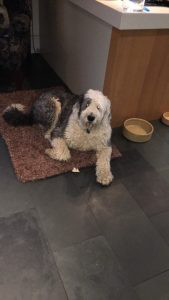 Old English Sheepdog