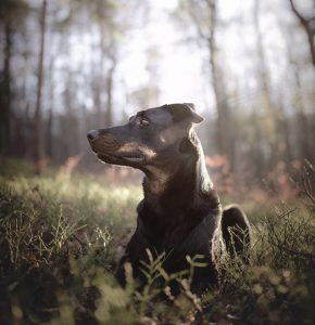 Beauceron