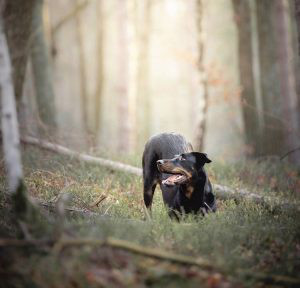 Beauceron