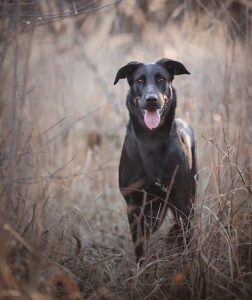 Beauceron