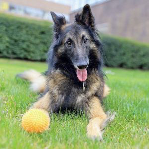 Belgian Shepherd Tervuren