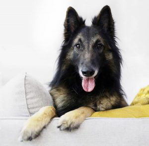 Belgian Shepherd Tervuren