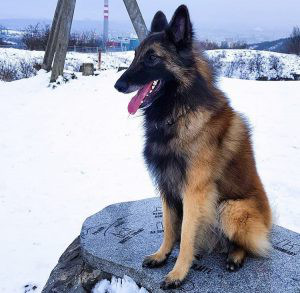 Belgian Shepherd Tervuren