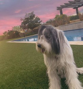 Bearded Collie