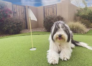 Bearded Collie