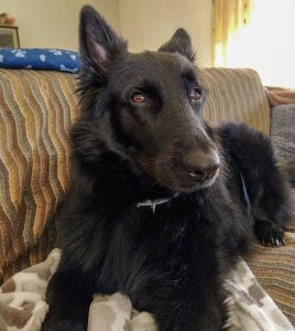 Belgian Shepherd Groenendael