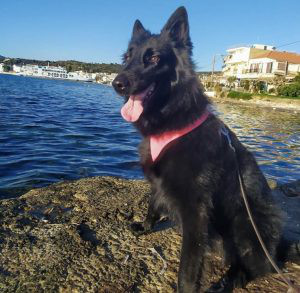 Belgian Shepherd Groenendael