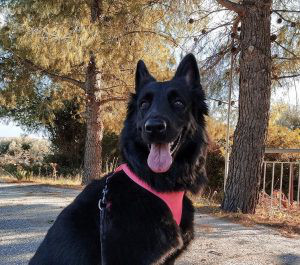 Belgian Shepherd Groenendael