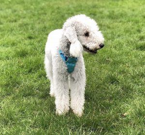 Bedlington Terrier