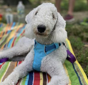 Bedlington Terrier