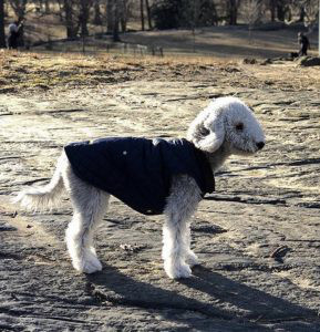 Bedlington Terrier