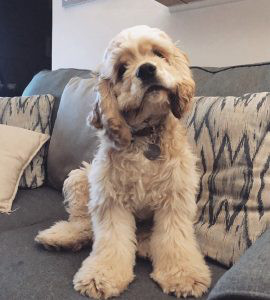 American Cocker Spaniel