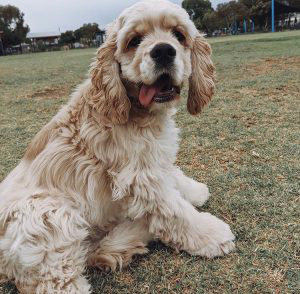 American Cocker Spaniel