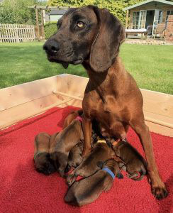 Bavarian Mountain Hound