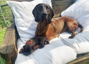 Bavarian Mountain Hound