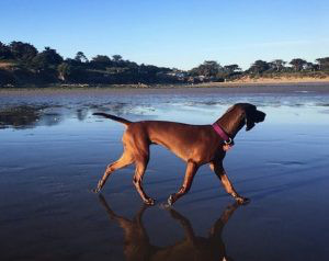 Bavarian Mountain Hound