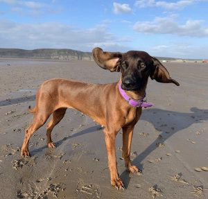 Bavarian Mountain Hound