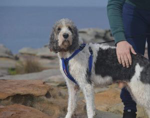 Basset Griffon Vendeen