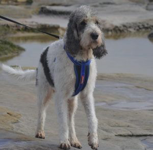 Basset Griffon Vendeen