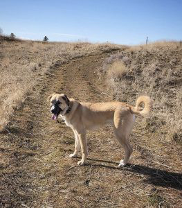 Anatolian Shepherd Dog