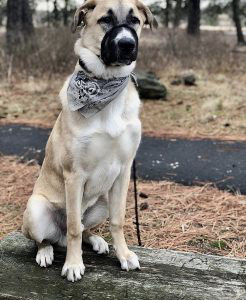 Anatolian Shepherd Dog