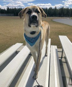 Anatolian Shepherd Dog