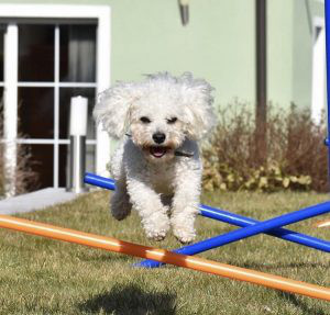 Bolognese dog