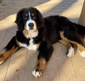 Bernese Mountain Dog