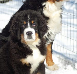 Bernese Mountain Dog