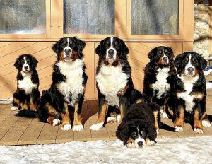 Bernese Mountain Dog