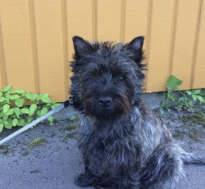 Cairn Terrier