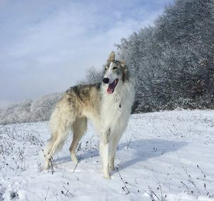 Borzoi