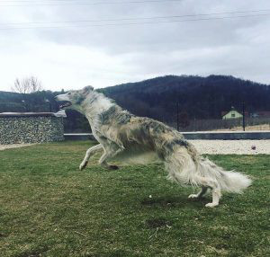 Borzoi