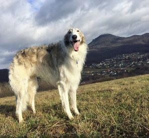 Borzoi