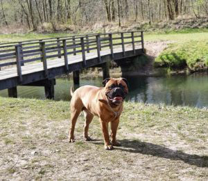 Bull Mastiff