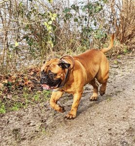 Bull Mastiff