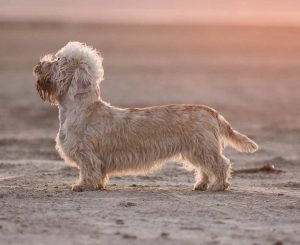 Dandie Dinmont Terrier