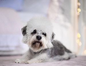 Dandie Dinmont Terrier